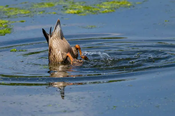 Mallard duck feeding