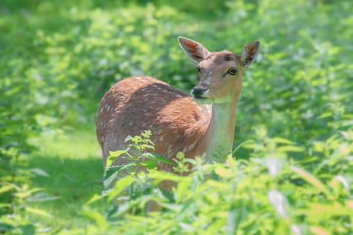 A little deer in a green meadow in the forest.