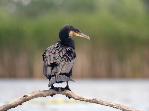 istock Great cormorant, Phalacrocorax carbo 1005627970