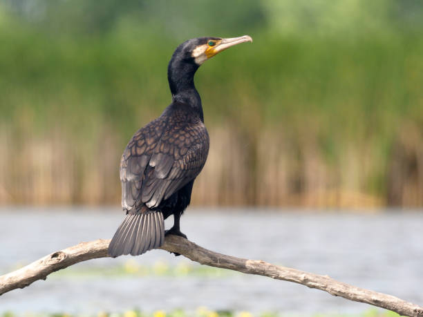 素晴らしいコルモラント、phalacrocorax カーボ - great black cormorant ストックフォトと画像