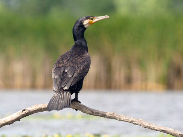 Great cormorant, Phalacrocorax carbo Great cormorant, Phalacrocorax carbo,  single bird on branch, Hungary, July 2018 cormorant stock pictures, royalty-free photos & images