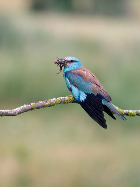 istock European roller, Coracias garrulus 1005627986
