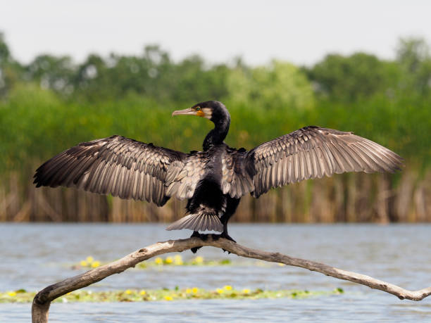 istock Great cormorant, Phalacrocorax carbo 1005627990