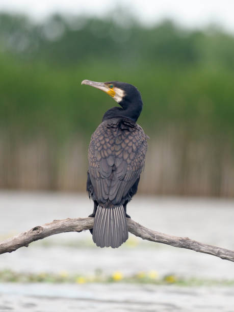 istock Great cormorant, Phalacrocorax carbo 1005627998