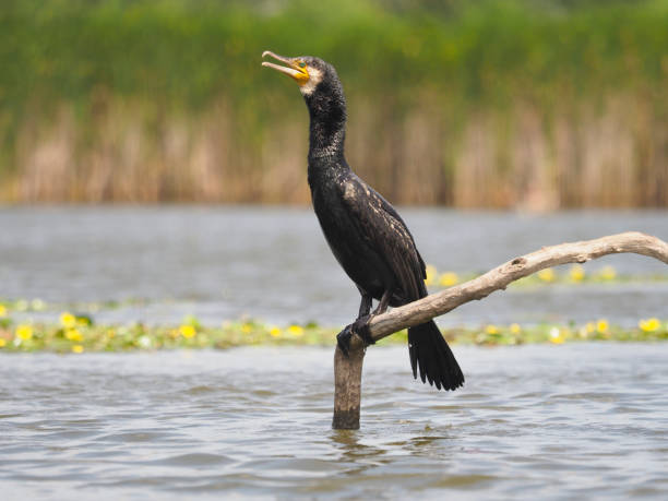 istock Great cormorant, Phalacrocorax carbo 1005628002