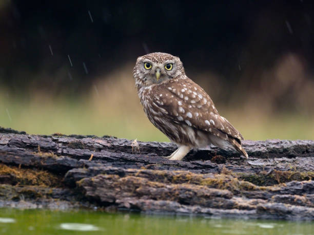 istock Little owl, Athene noctua 1005628062