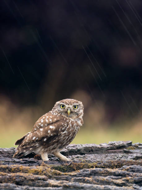 istock Little owl, Athene noctua 1005628068