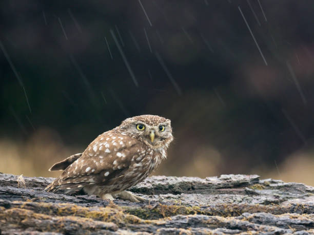istock Little owl, Athene noctua 1005628076