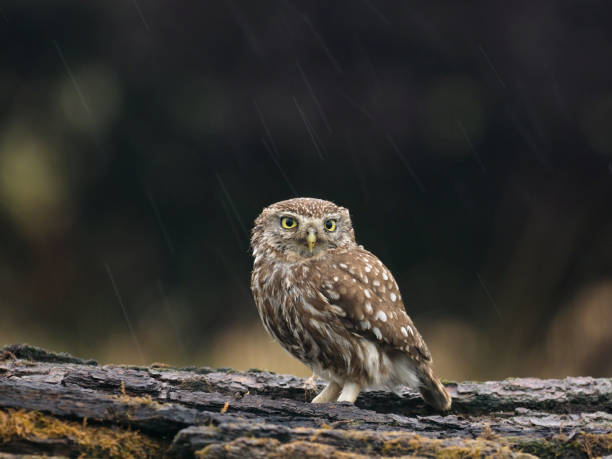 istock Little owl, Athene noctua 1005628084