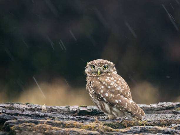 istock Little owl, Athene noctua 1005628090