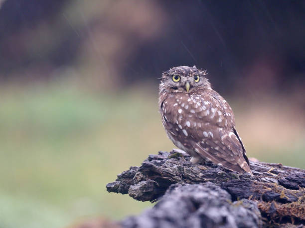 istock Little owl, Athene noctua 1005628094