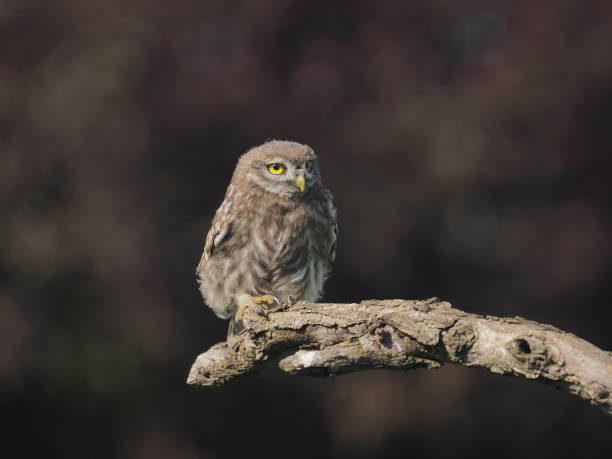 istock Little owl, Athene noctua 1005628096