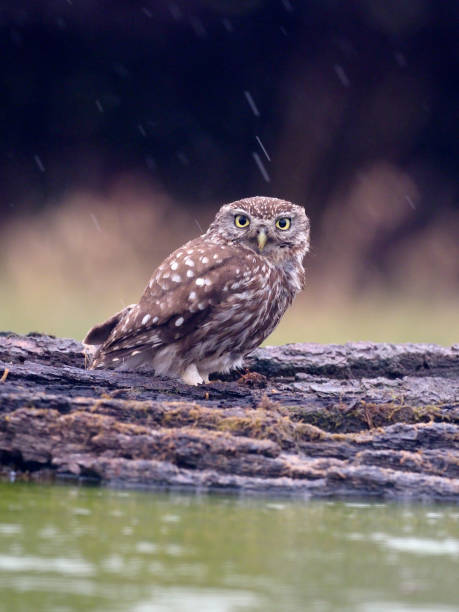 istock Little owl, Athene noctua 1005628098