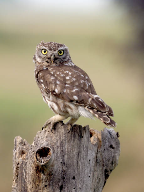 istock Little owl, Athene noctua 1005628118