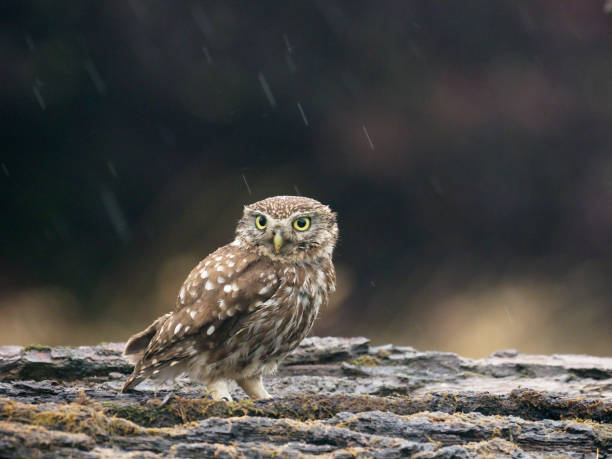 istock Little owl, Athene noctua 1005628122