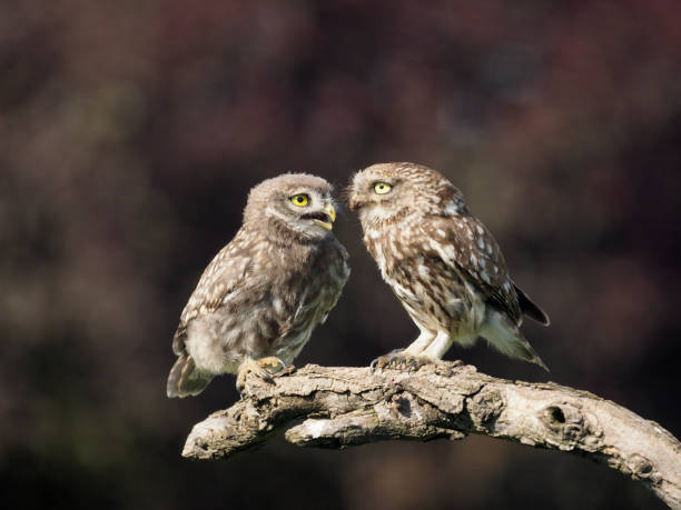 istock Little owl, Athene noctua 1005628126