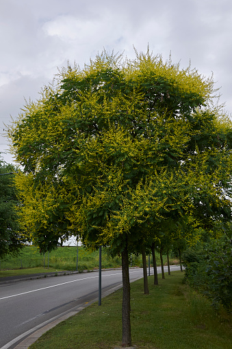 Koelreuteria paniculata yellow flowers
