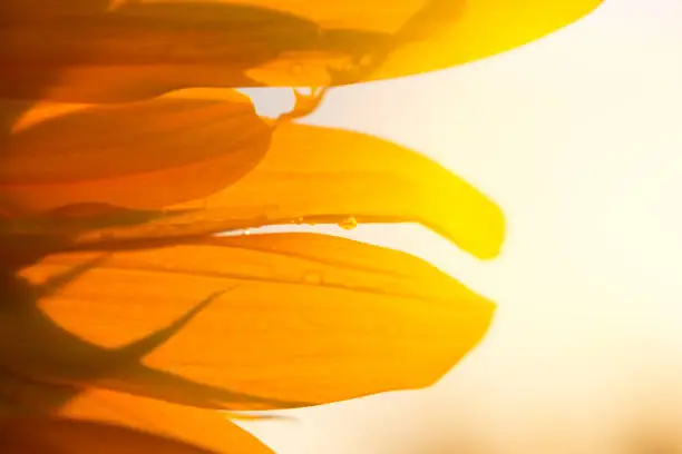 Photo of sunflower petals macro photo