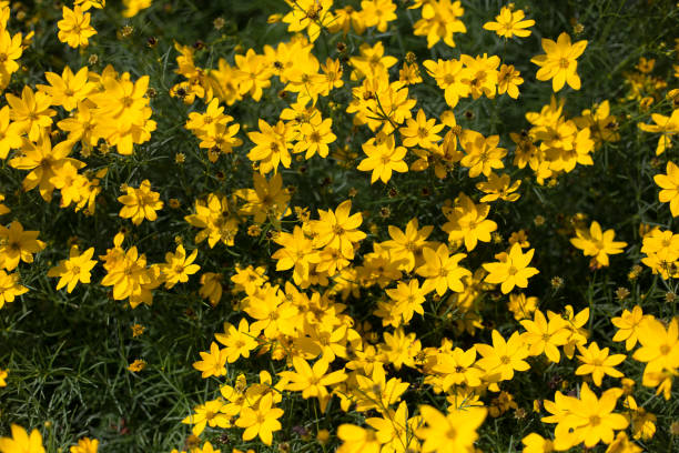 istock Yellow flowers on dark green 1005631164