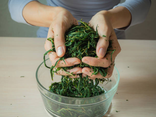 istock Fermentation process of tea leaves. Manual production Koporye Tea - Ivan tea. 1005634192