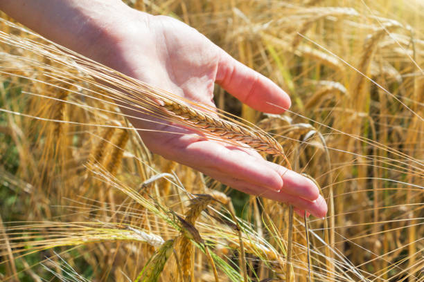 istock Wheat on hand. Plant, nature, rye. Crop on farm. Stem with seed for cereal bread. 1005636734
