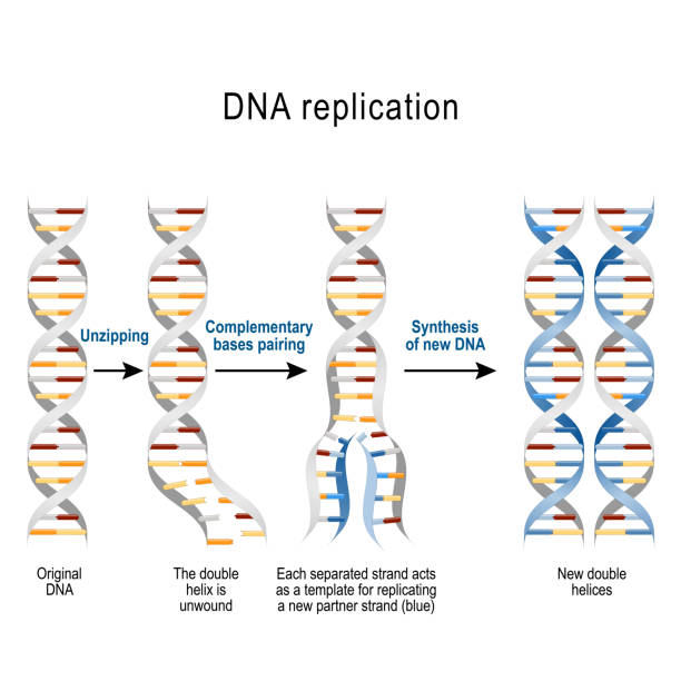 Steps of DNA replication DNA replication. Steps. double helix is unwound. Each separated strand acts as a template for replicating a new strand. Vector diagram for scientific, medical, and educational use medical transcription stock illustrations