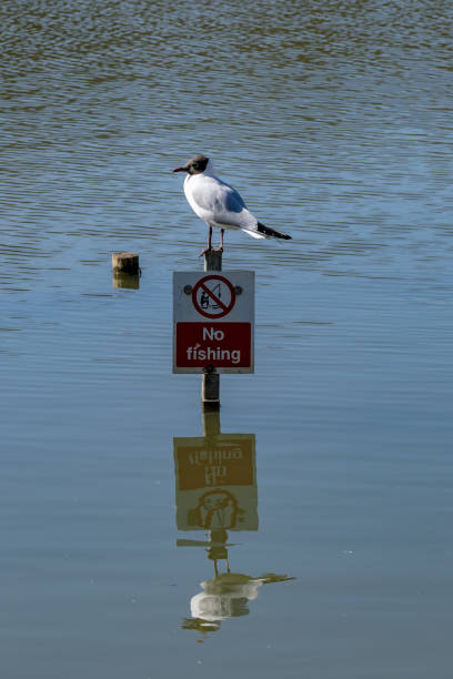 istock Black headed gull standing on a no fishing sign 1005641244