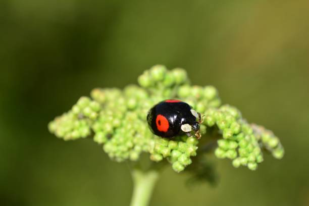 istock Black Ladybird with red points on plant in green nature 1005641516