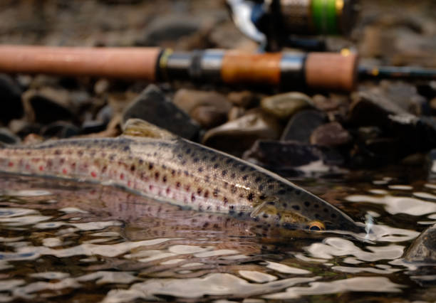 istock Trout fishing 1005644370