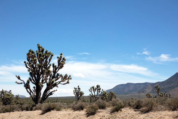 Lake Mead NRA is well known for boating, fishing and hiking
