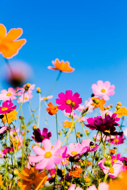istock Cosmos Flowers Against Clear Blue Sky 1005649114