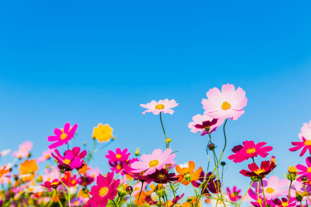 istock Cosmos Flowers Against Clear Blue Sky 1005649120