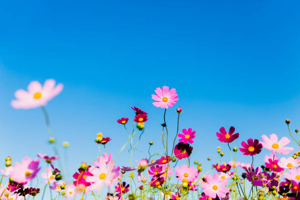 istock Cosmos Flowers Against Clear Blue Sky 1005649126