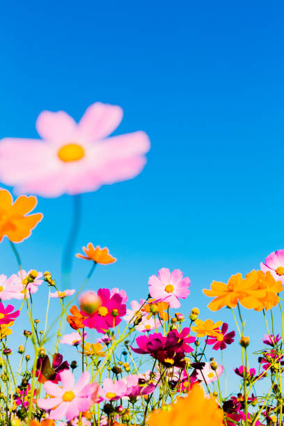 istock Cosmos Flowers Against Clear Blue Sky 1005649128