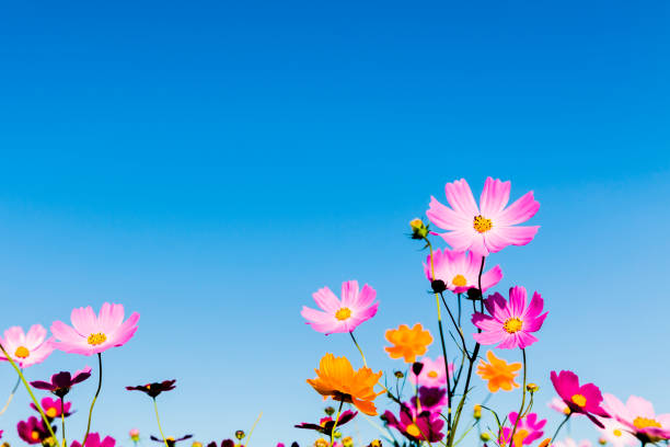 istock Cosmos Flowers Against Clear Blue Sky 1005649140