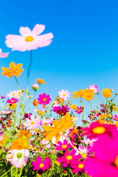 cosmos flowers contra el cielo azul - autumn blue botany clear sky fotografías e imágenes de stock