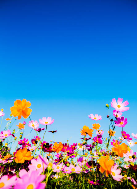 kosmos blumen gegen blauen himmel - cosmos flower daisy flower field stock-fotos und bilder