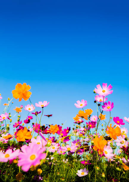 cosmos flowers contra el cielo azul - autumn blue botany clear sky fotografías e imágenes de stock