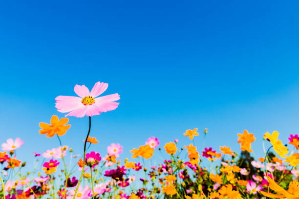 cosmos flowers contra el cielo azul - autumn blue botany clear sky fotografías e imágenes de stock