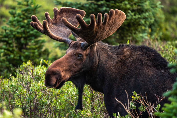 Colorado Bull Moose Colorado Bull Moose rocky mountain national park photos stock pictures, royalty-free photos & images