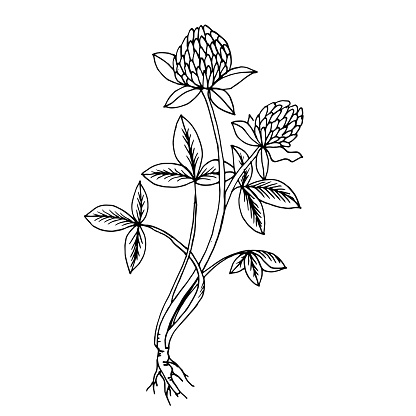 Doodle clover medicinal plant black outline on white background