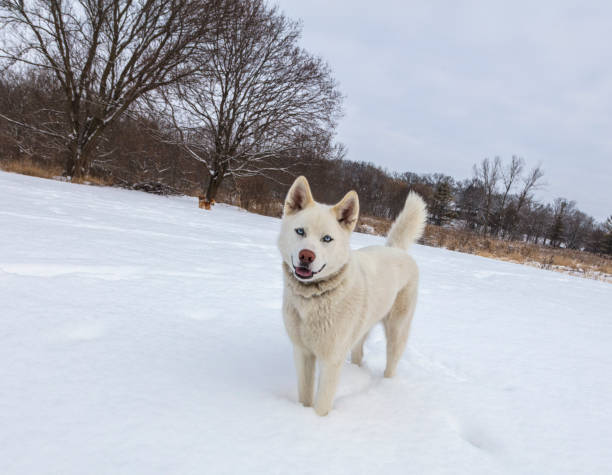 istock Husky Having Fun In The Snow Seroies 1005667676