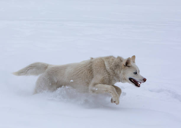 istock Husky Having Fun In The Snow Seroies 1005667682