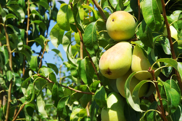 istock green pears on a branch 1005686978