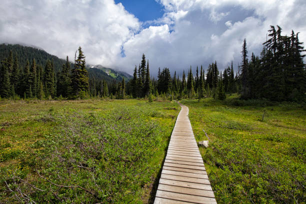 istock Taylor Meadows in summer, BC, Canada 1005697978
