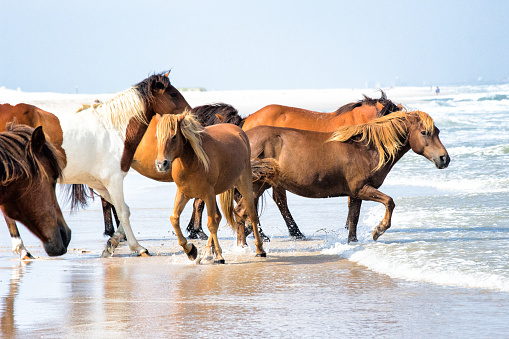 Wild horses running through the waves.