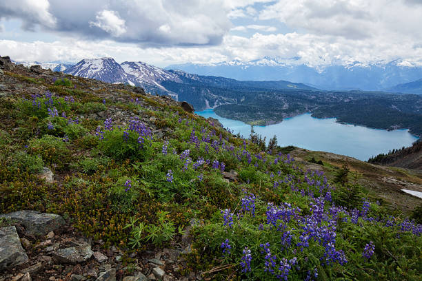 istock Panorama Ridge in summer, BC, Canada 1005700378