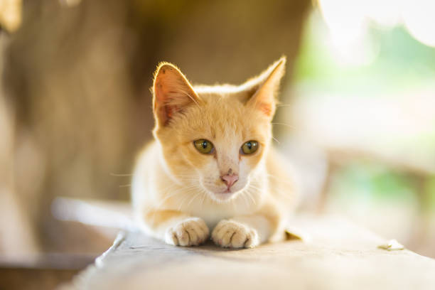 istock cat lying down on the stone in the evening 1005700512