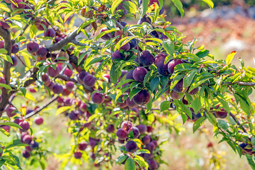 A lot of plums of the plum tree. Damson (purple or black skin, green flesh, clingstone, astringent, Sloe or blackthorn).