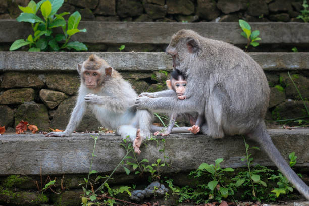 istock Mother monkey grooms and cares for babies 1005708188